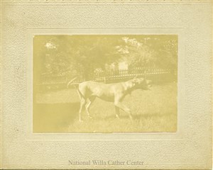 Image description is not available for PHO-4-W689-163